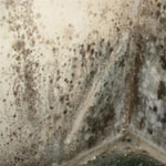 Alternaria Mould