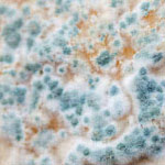 Cladosporium Mould